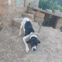 توله دنبلان میکس آموزش دیده و جنگل رفته|سگ|گلی داغ, |دیوار