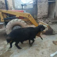 گوسفند|حیوانات مزرعه|فاروج, |دیوار