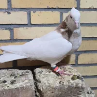 طوقی|پرنده|میبد, |دیوار