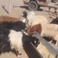 چند راس نری و بز