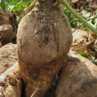 سرکارگر کشاورزی