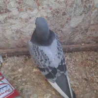 کفتر|پرنده|زیرکوه, |دیوار