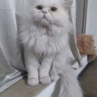 فوری گربه پرشین نر جهت جفت