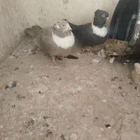 کفتر سینه کلاغ رسمی 29عدد