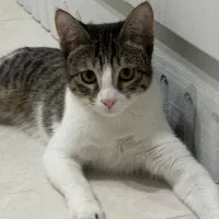 واگذاری گربه