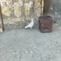 کبوتر کفتر سرور و سبز|پرنده|بوژگان, |دیوار