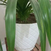 گل پاندانوس