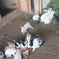 بچه خرگوش