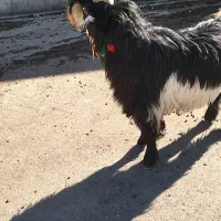 کهره داشتی|حیوانات مزرعه|ایذه, |دیوار