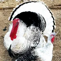 جوجه بوقلمون نژاد رویال