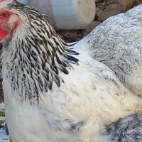 تخم مرغ برهما لایت و آرک گرید A