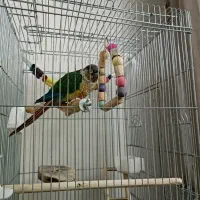 قبول واگذاری گیرینچیک یا راهب