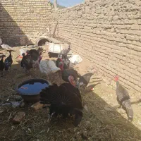 بوقلمون محلی