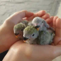 جوجه طوطی برزیلی|پرنده|محمدشهر, ولدآباد|دیوار