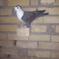 کبوتر کله سفید یا کلاق درسوسنگرد