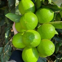 نهال ژنتیکی مرکبات|خدمات باغبانی و درختکاری|بهبهان, |دیوار