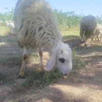 فروش بره نر