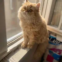 گربه پرشین|گربه|تهران, تهرانپارس غربی|دیوار