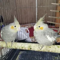 جوجه عروس هلندی