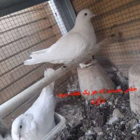 کبوتر پاپری|پرنده|اصفهان, جاوان|دیوار