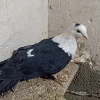 کفتر|پرنده|سیدآباد, |دیوار