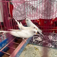 ۲تا مرغ عشق سفیدهلندی چشم قرمز و یک آبی کم رنگ|پرنده|استهبان, |دیوار