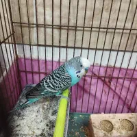 پرنده مرغ عشق نرو ماده