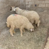 علاونه فای