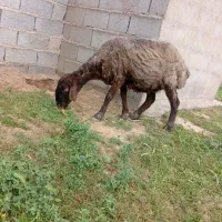 یک راس گوسفند جوان