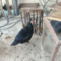 فروش مرغ و خروس محلی|حیوانات مزرعه|شیراز, محمدیه|دیوار