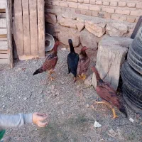 مرغ لاری سالم