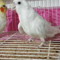 یک جفت عروس هلندی مولد با قفس|پرنده|زاهدان, |دیوار