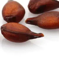 خرید دانه به