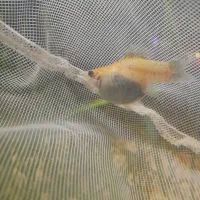 تعدادی بچه ماهی فروشی واسه بزرگ کردن