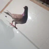 کبوتر سرخ اصیل|پرنده|بندر امام خمینی, |دیوار