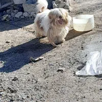 سگ پا کوتاه