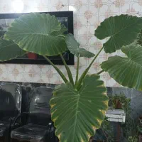 گل بابا ادم