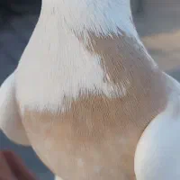 کفتر طوقی|پرنده|تهران, نجات اللهی|دیوار