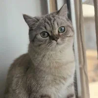 گربه ماده بریتیش