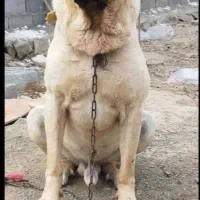 سگ سرابی|سگ|تهران, شهرک شهرداری|دیوار