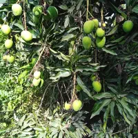 انبه کال وترشی انبه