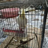 مایل به معاوزه نیست|پرنده|خرمشهر, |دیوار