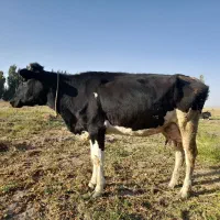 گاو شیری جوان|حیوانات مزرعه|سراب, |دیوار