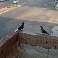 اشعل و پلاکی|پرنده|اهواز, فاز ۱ پادادشهر|دیوار