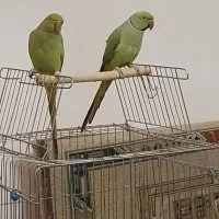 فروش فوری یکجفت طوطی ملنگو