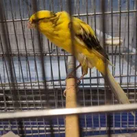 قناری رسمی بلند دم ۱۱ونیم تا ۱۲ونیم|پرنده|تهران, تهرانپارس غربی|دیوار