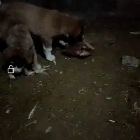 سگ ماده 3ساله|سگ|سبزوار, زینبیه|دیوار