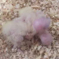 عروس هلندی و کفتر