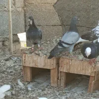 پلاکی|پرنده|بندرعباس, |دیوار