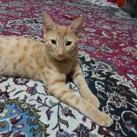 یک گربه ماده
